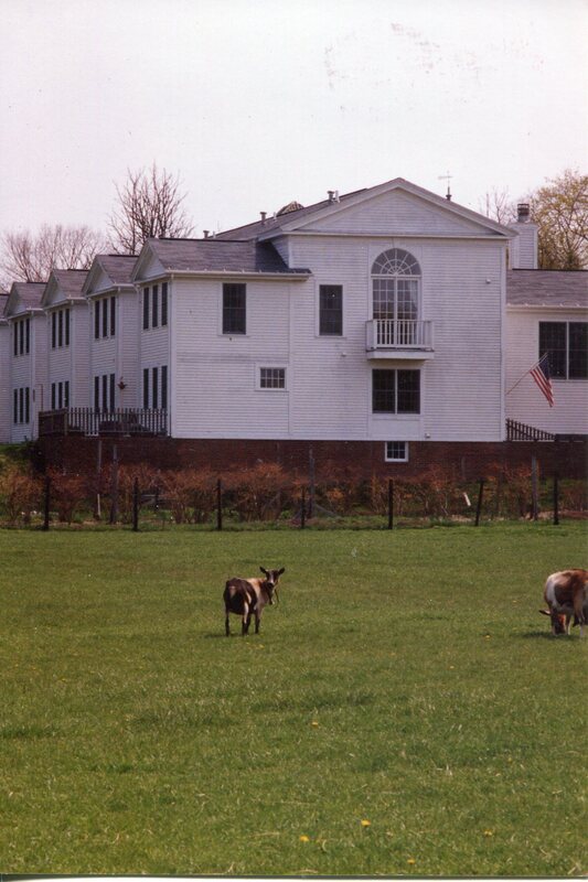 Cows on North End of Townhouses