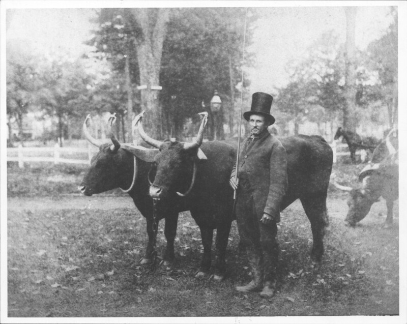 Richard H. Benton with his oxen, circa 1890