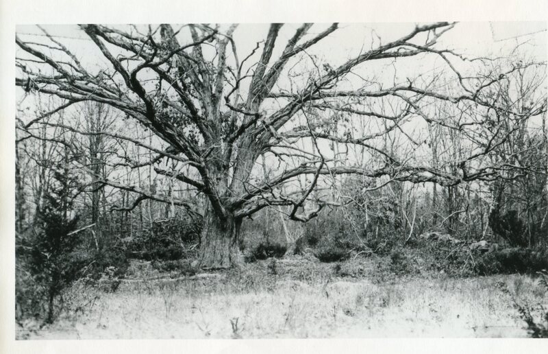 Great Oak Tree near Pest House Cemetery, Clapboard Hill