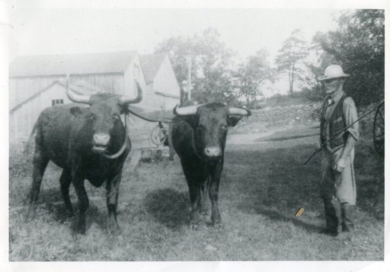 William H. Norton and his oxen, 988 Leete's Island Road