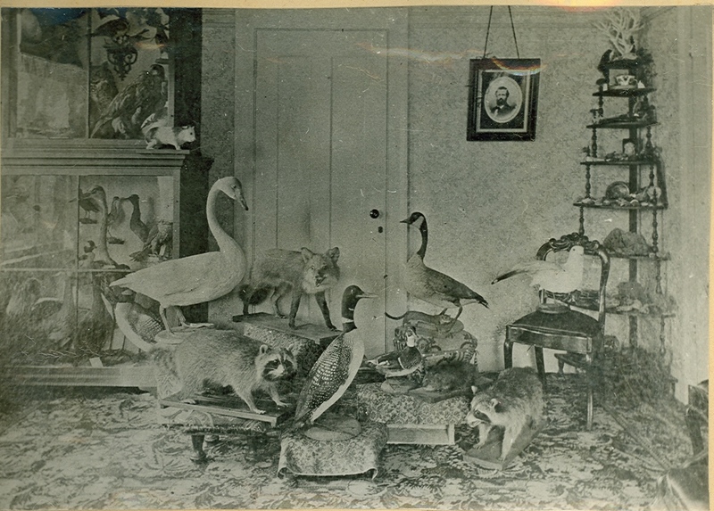 Taxidermy Specimens by Captain Oliver Brooks