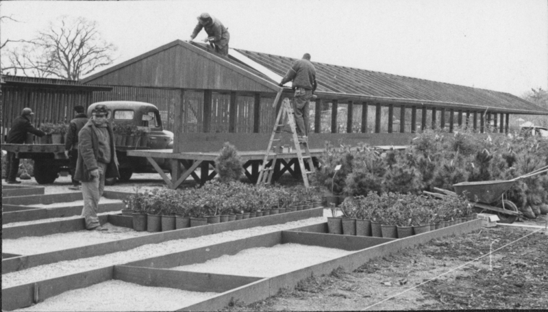 Construction of greenhouse for Fonicello’ s Garden Center in 1967
