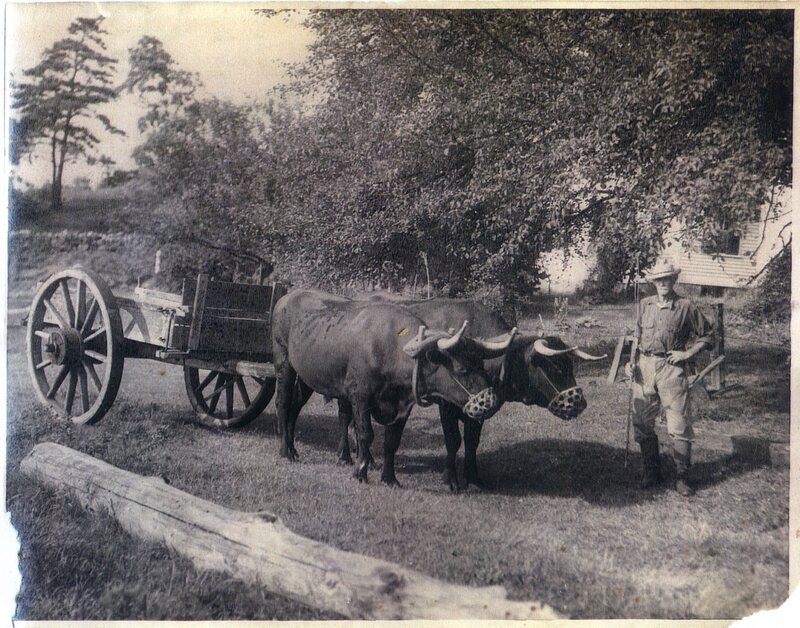 William H. Norton with his oxen-drawn wagon, Leete's Island Road